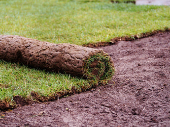 Laying sod on hard clay soil