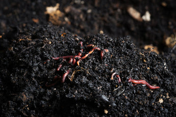 How do biological soil amendments differ from fertilizer and should they be used together?