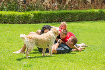 What is the most important thing you can do to minimize dog urine damage to your lawn?
