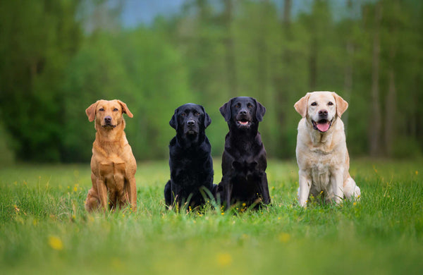 Dogs and Lawns