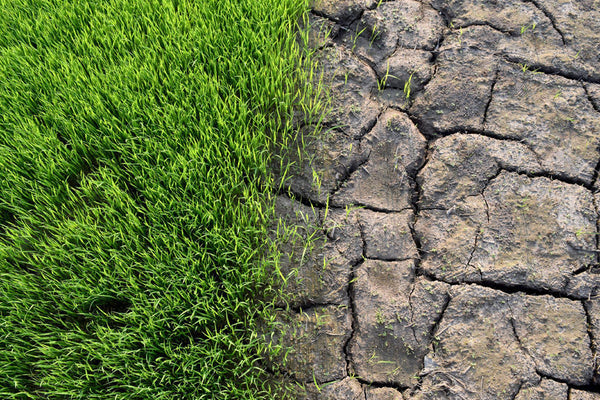 Clay Soil